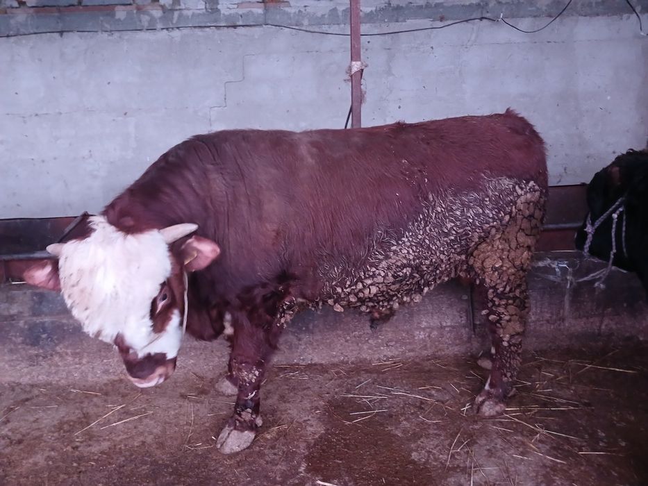 СемізбұхаларСатылады