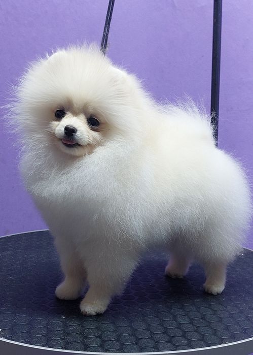 Девочка, померанский шпиц