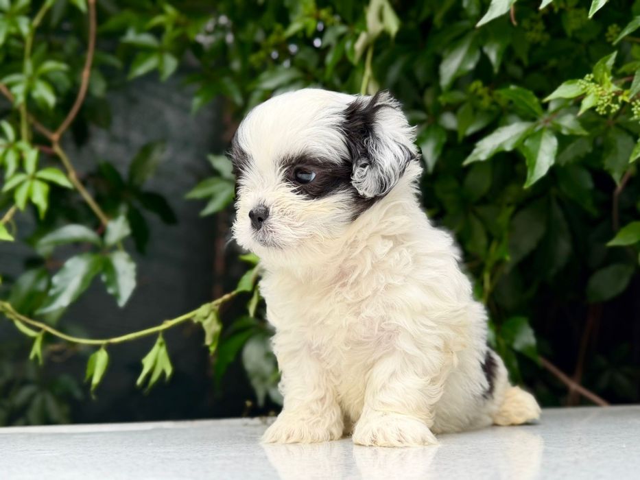 Mascul Shih Tzu, exemplar deosebit!