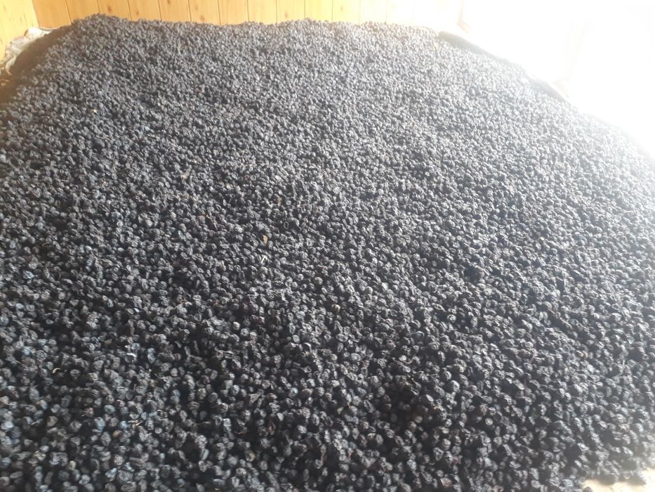 Чернослив (олхори)