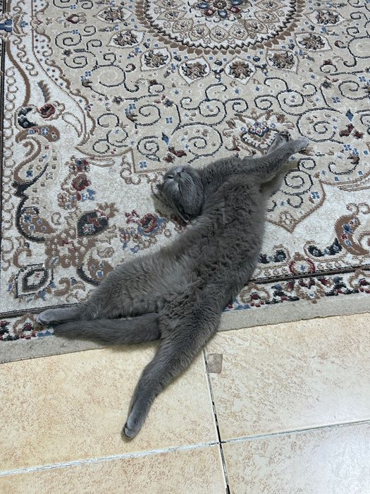 Кошка шотландский вислоухий