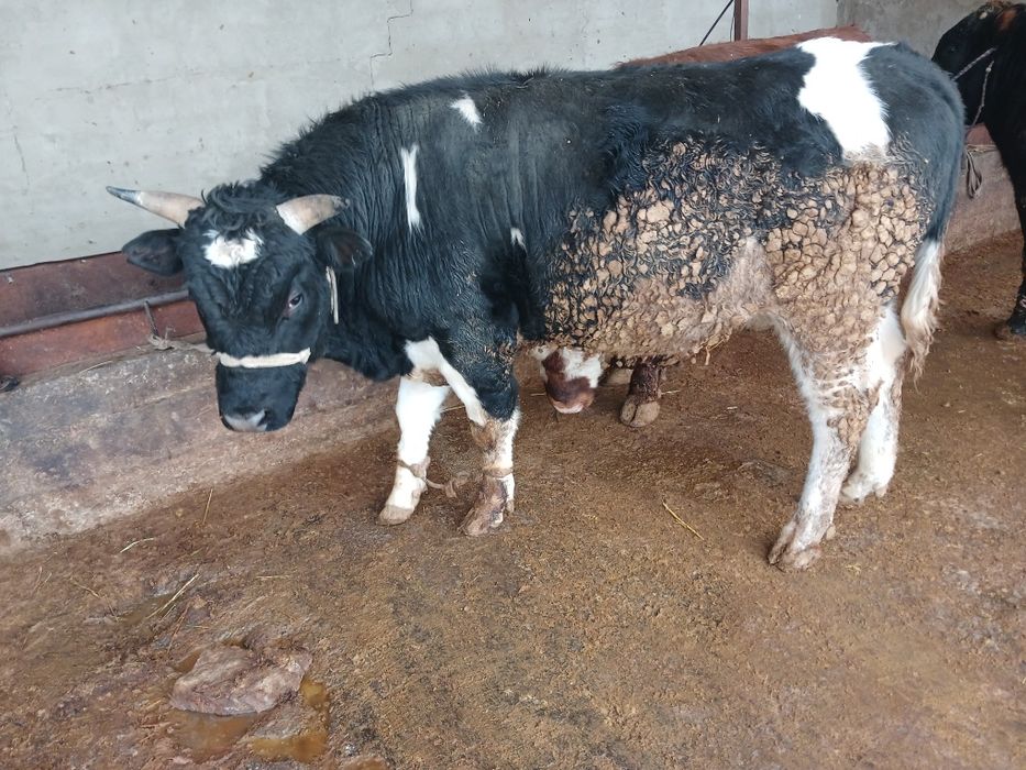 СемізБұхалар.сатылады