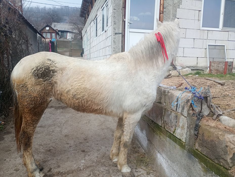 Se vinde iapa de zece ani accept orice proba ie buna de căruță