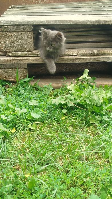 Отдам котят в добрые руки