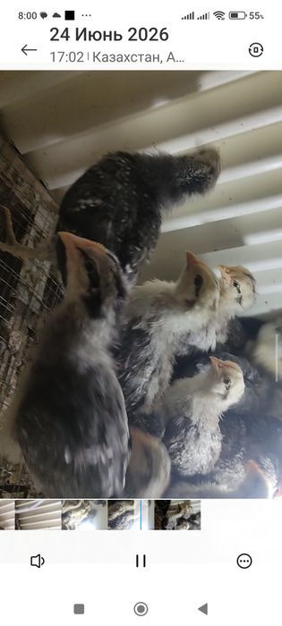 Продам барковских цыплят
