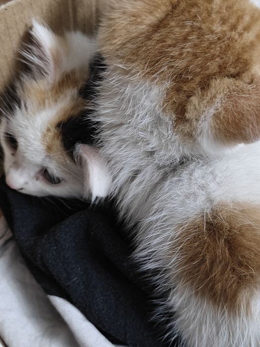 котята милые хорошие