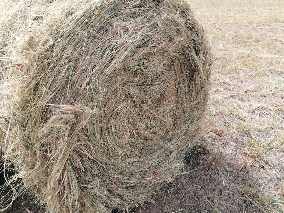 Шөп! Сено в тюках и рулонах