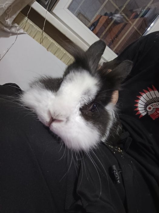 Декоративно зайче