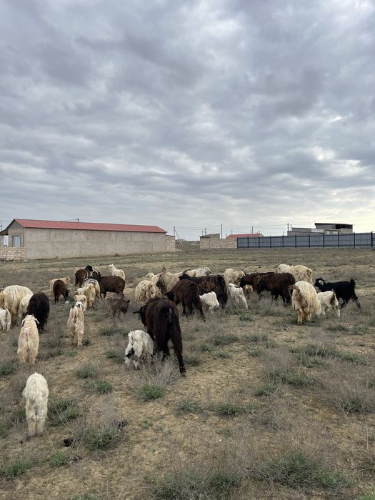 Лақты ешкілер сатылады