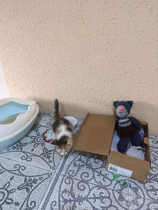 котенок в добрые руки