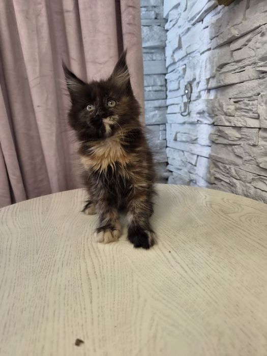 Котенок мейн - кун