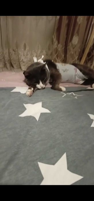 Отдам стерилизованных кошек