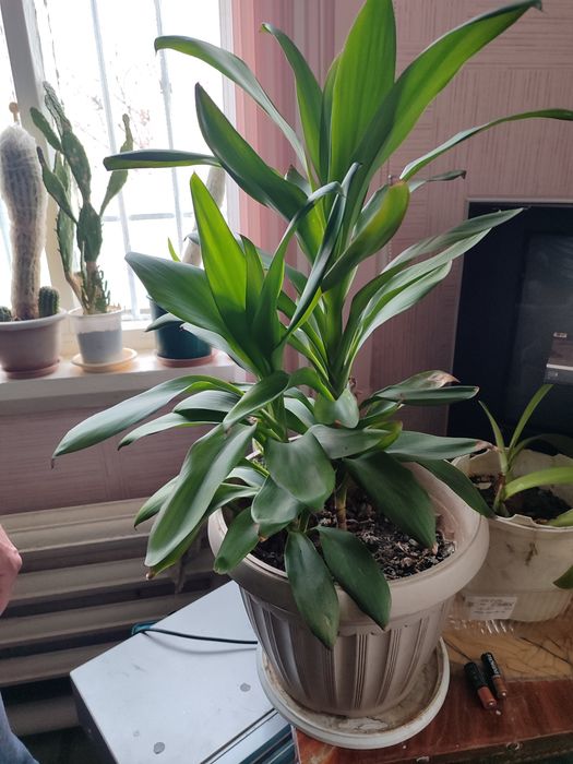 Продам фикус, алое и т.д.