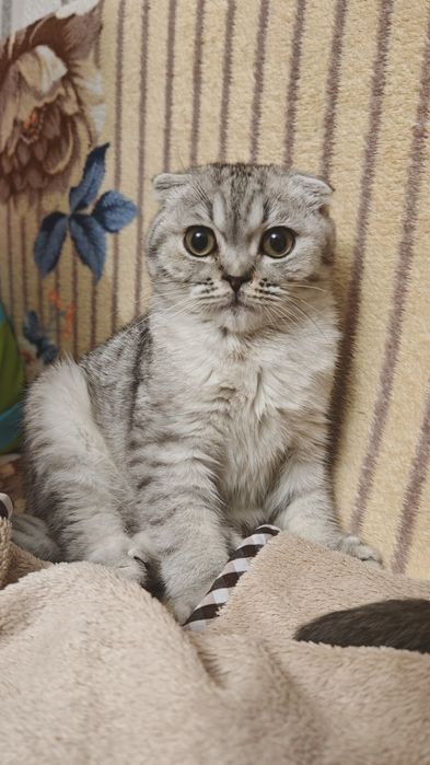 Котенок Скоттиш Фолд