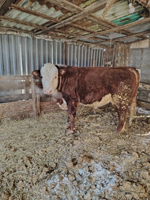 Продам быка на племя.