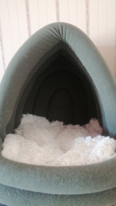 Кошка Британская короткошерстая