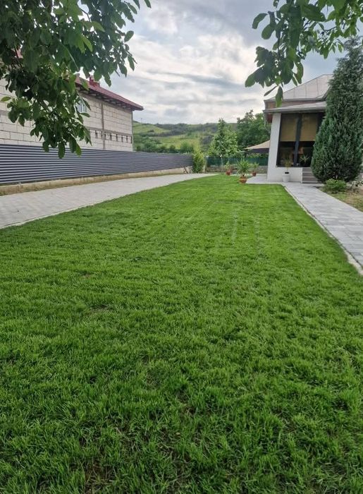 Gazon natural rulouri sau semințe