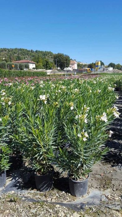 Leandru premium in ghiveci  diverse culori livrare in toata tara