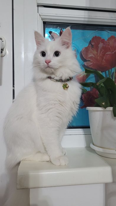 Вязка кот Турецкого Ангора