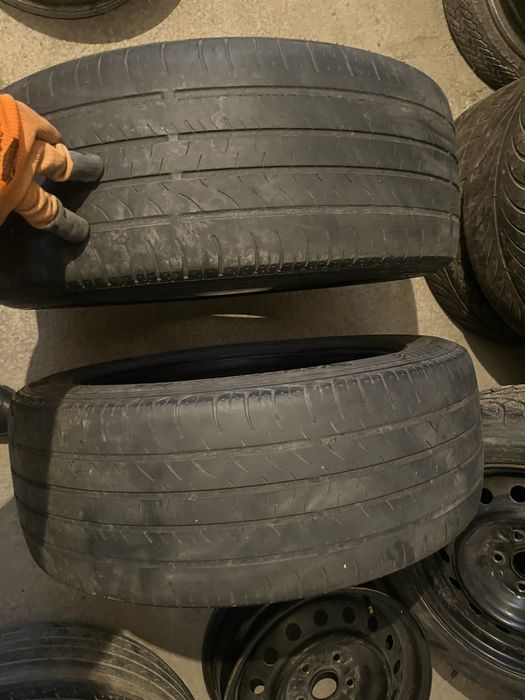 Жыныстық жануарлар