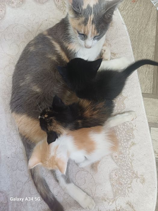 Отдам котят бесплатно