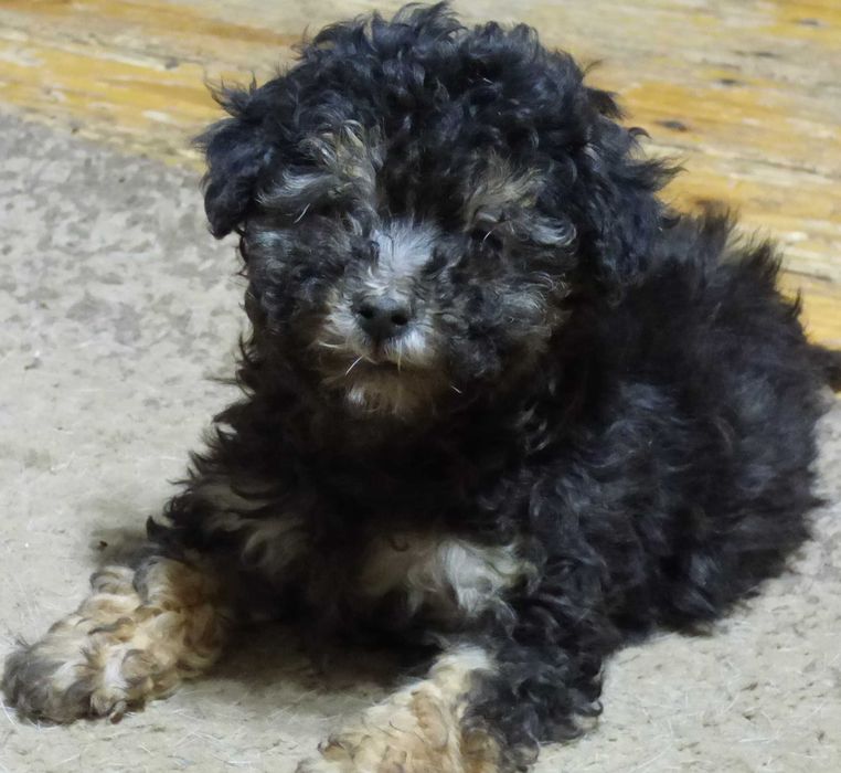 Caniche (pudel) pitic argintiu