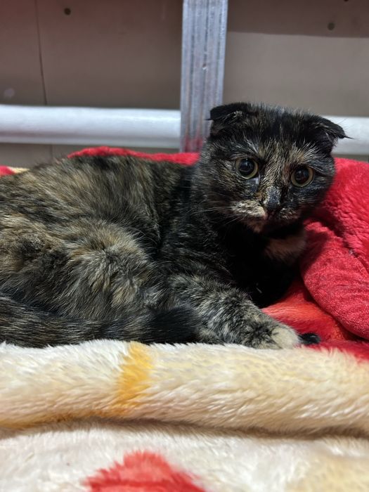 Отдам кошку в добрые руки