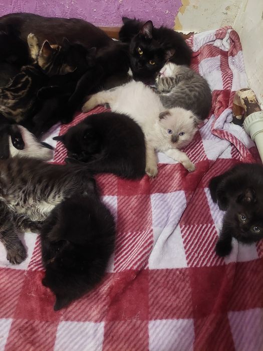 Котят  в добрые руки