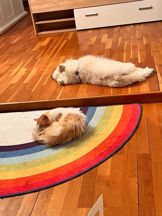 Котка в добро състояние търси дом