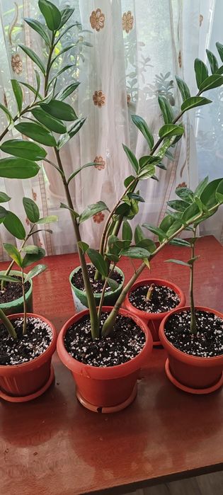 Продам недорого.