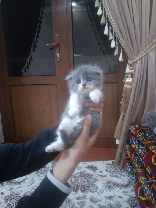 Salom mushukcha srayiz sotiladi