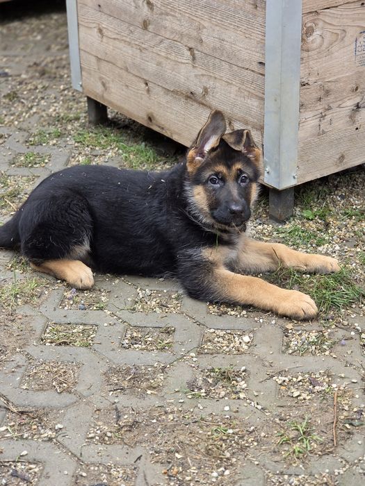 Ciobanesc german fetita cu pedigree