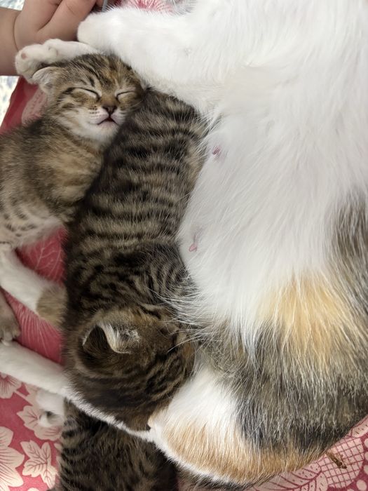 Отдам в хорошие руки