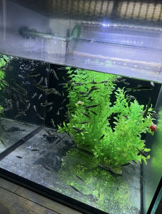 Pesti garra ruffa 5-7cm