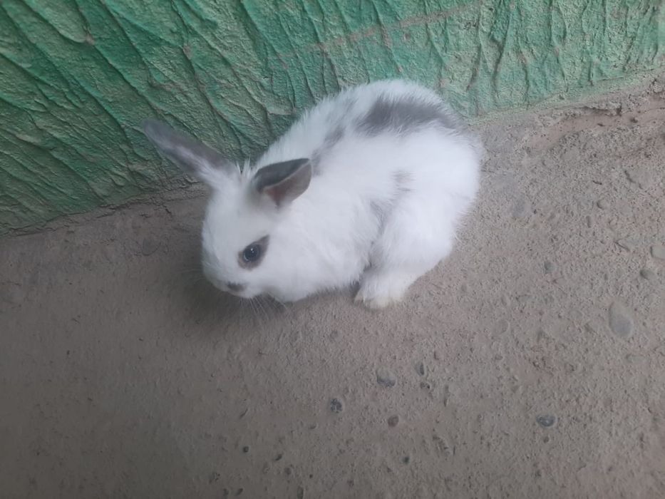 Милые декоративные кролики