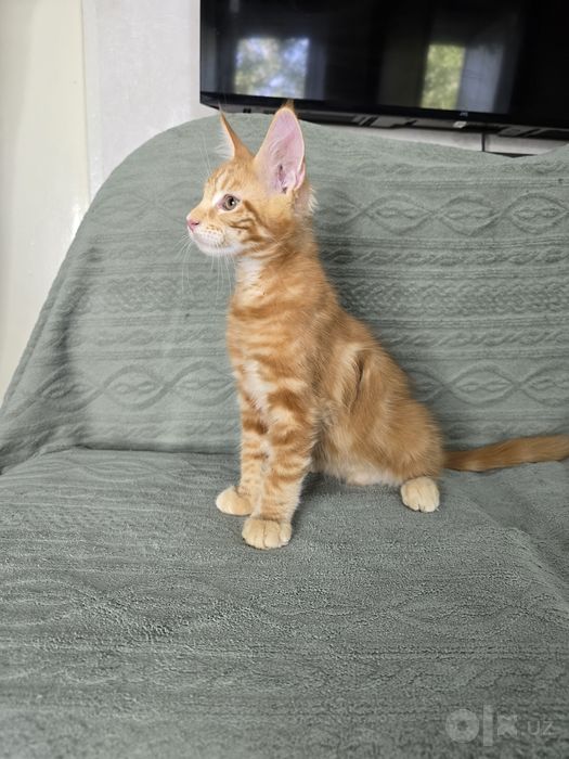 Коттята мейн кун, 2.5 месяца, мальчики и девочки