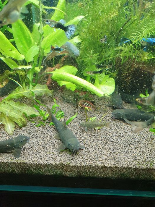 Гарра руфа спа рыбка