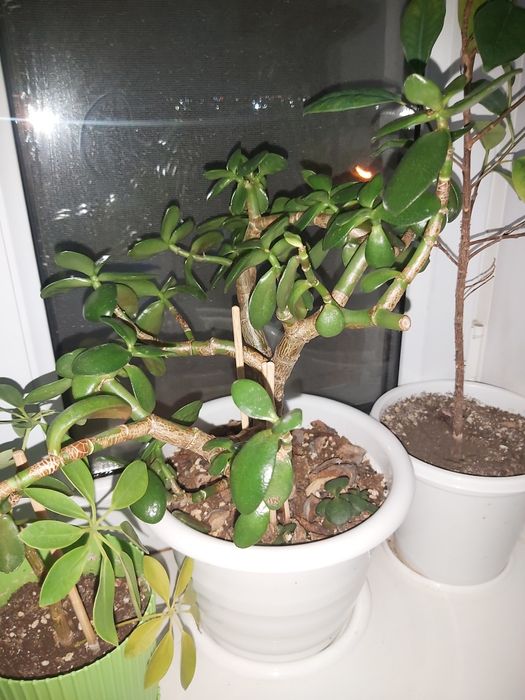 Комнатные растения