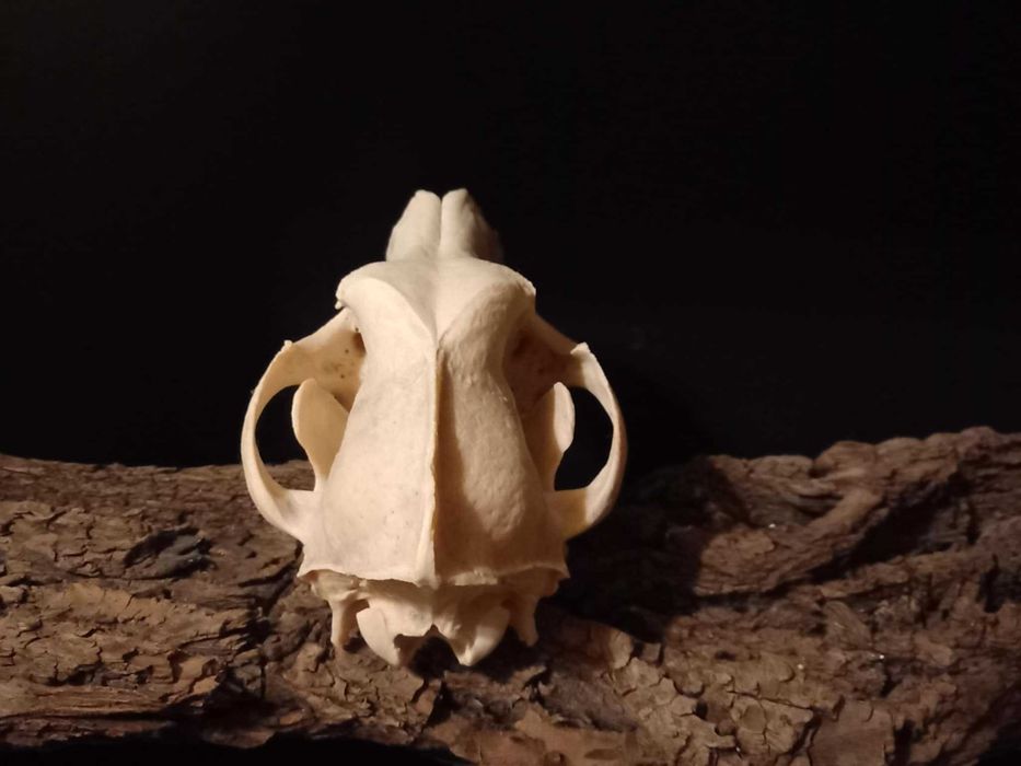 trofeu,trofee,taxidermie,craniu de animal biologie decorativa franta