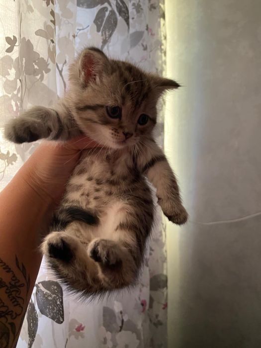 Шотландский веслоухий