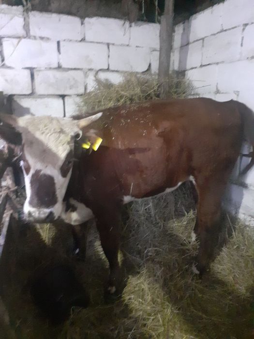 Продам тёлок полторашки
