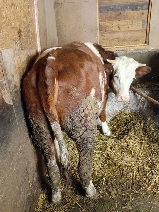 Vind vitea baltata de 1 an