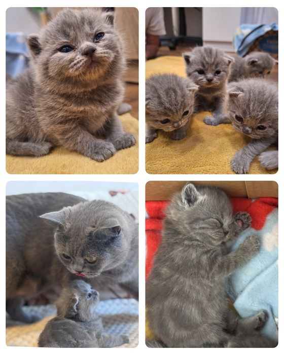 Британски котенца