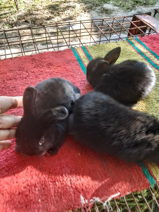 Карлик куён болалари сотилади