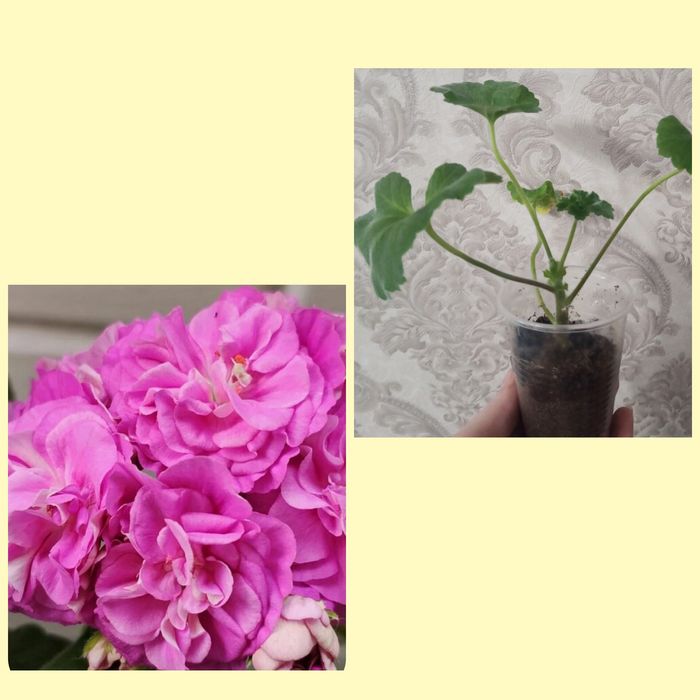 Укоренённые черенки пеларгоний