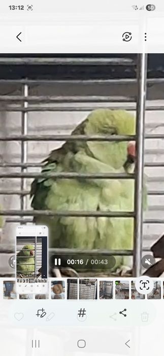 Papagal pui de  micul alexander  am si colivie