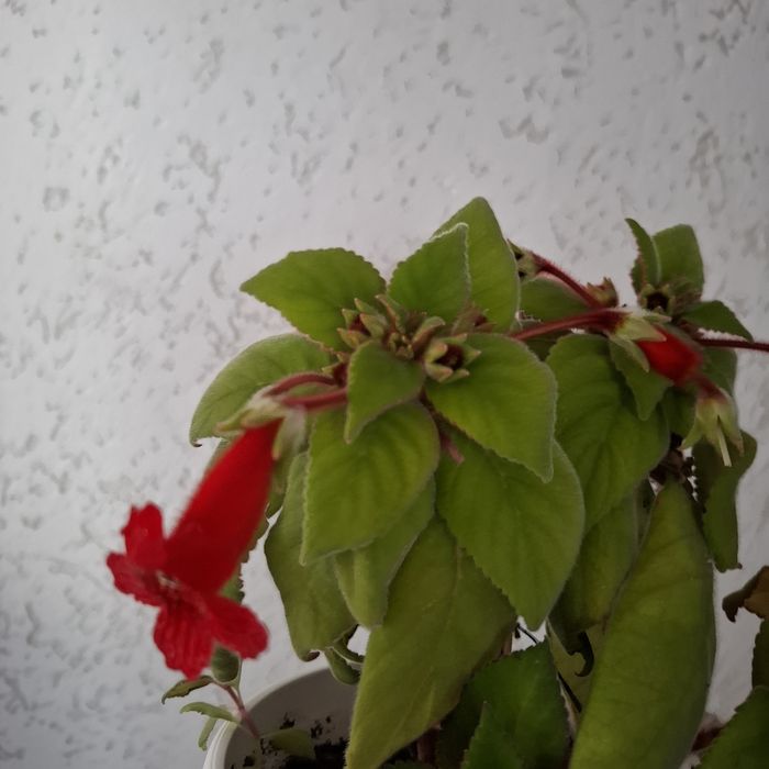 Колерия стайно цвете