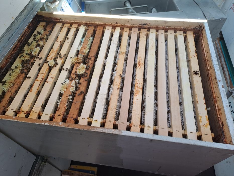 Vand 90 Familii de albine