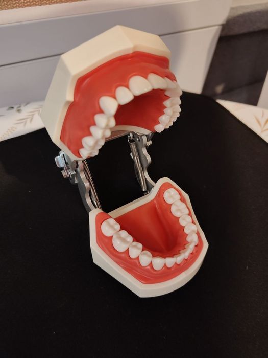 Model dentar 28 dinți Nissin - Arcade dentare