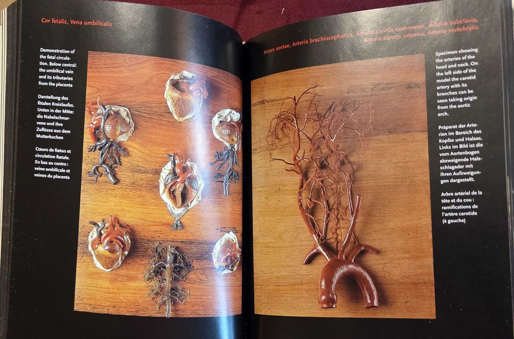 Encyclopaedia Аnatomica